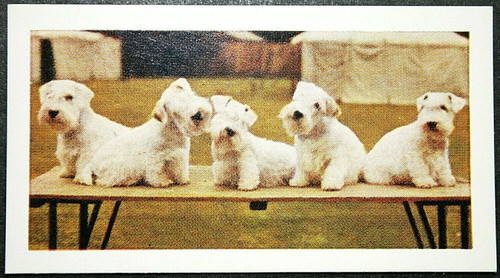 Sealyham terrier vintage - terrier,
